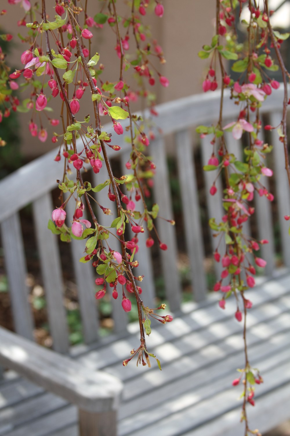 Weeping Apple Blossoms