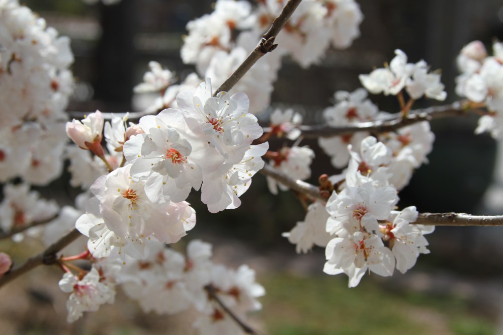 White Apple Blossoms