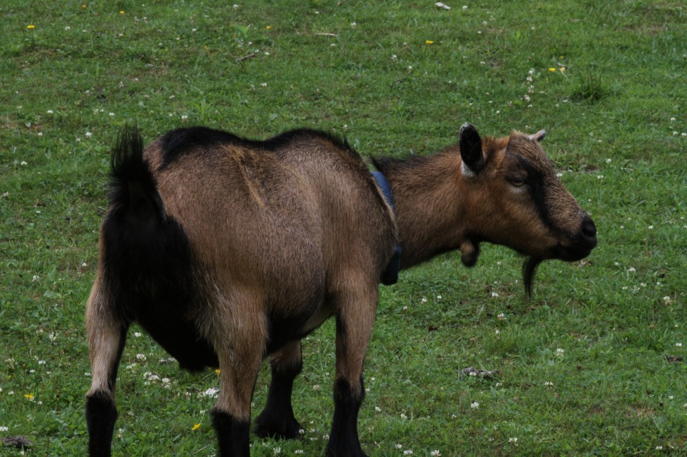 Goat Friend