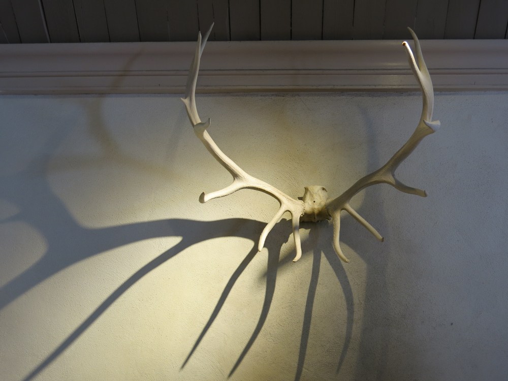 Shadow Antlers